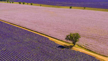Aerial view of pink and purple Lavender fields in Valensole - diagonal with tree