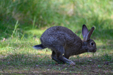 rabbit eats leaf on green grass