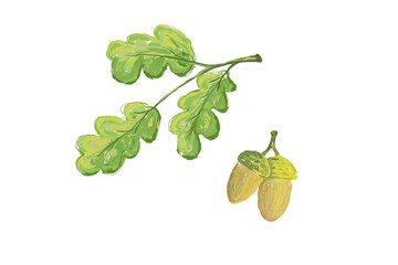 Vector illustration of acorns and oak leaves. Imitation of hand drawn painting.