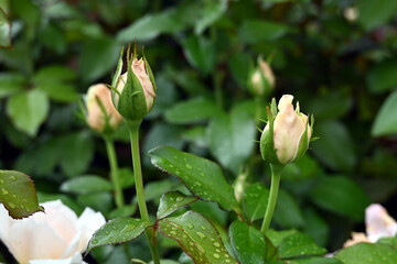 floribunda Chandos Beauty - pink rose