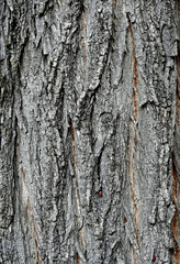 background texture wallpaper using tree bark structure, wood and straw products in Podlasie, Poland