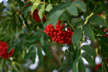 Ripe red Rowan berries on the branches in the evening