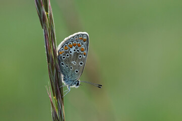 Nahansicht eines Schmetterlings - Bläuling