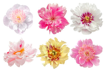 set of pink, yellow and white peony flowers isolated on white