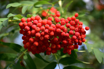 Ripe red Rowan berries on the branches in the evening