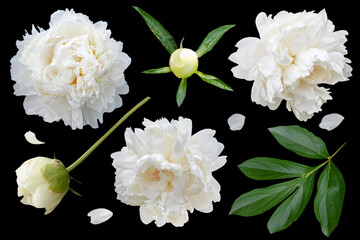 set of white peony flowers isolated on black