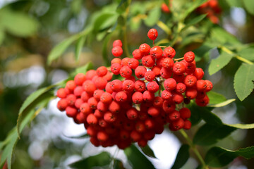 Ripe red Rowan berries on the branches in the evening
