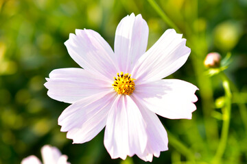 White and red flowers of Cosmea close up in green