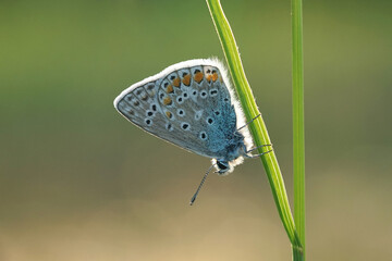 Nahansicht eines Schmetterlings - Bläuling
