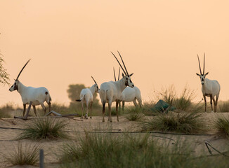 Wild Animal Arabian Oryx in Dubai Desert