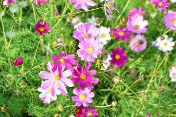 Obraz na płótnie Canvas Background of multicolored flowers of Cosmea in the garden