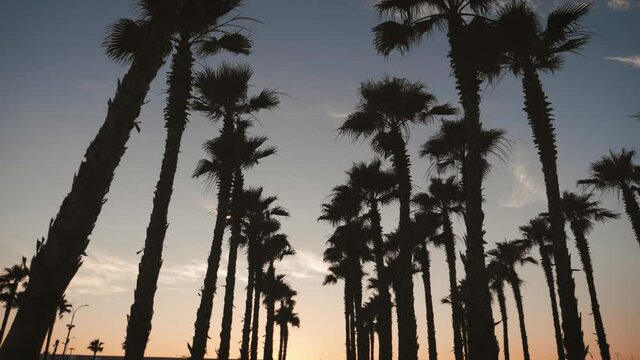 Silhouette palm trees in street at sunset. Summer tropical beach concept.
