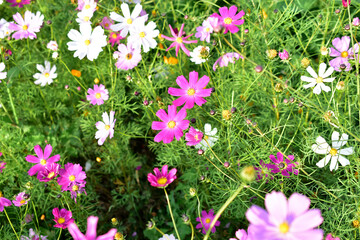 Background of multicolored flowers of Cosmea in the garden