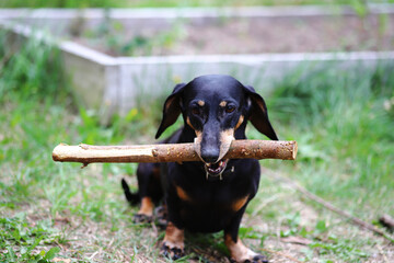 Black dachshund with a stick on a green background. Dog.