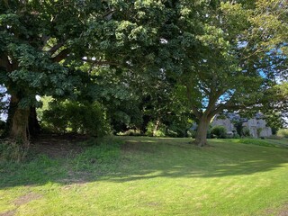 Old trees, in a lawn setting, with old houses in the background, in the village of, Wensley, Leyburn, UK