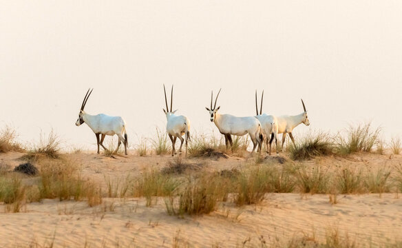 Wild Animal Arabian Oryx in Dubai Desert