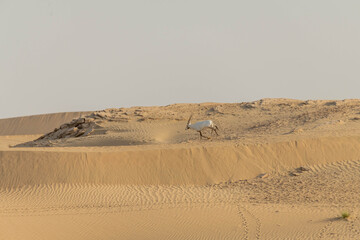 Wild Animal Arabian Oryx in Dubai Desert