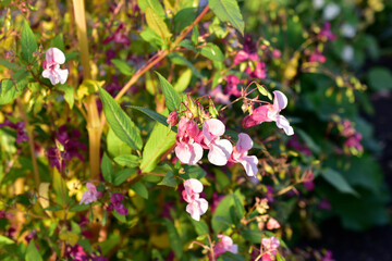 Obraz premium Pink and red flowers of Hydrocera and Impatiens