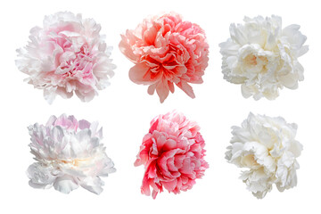 set of pink and white peony flowers isolated on white