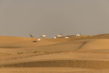 Wild Animal Arabian Oryx in Dubai Desert