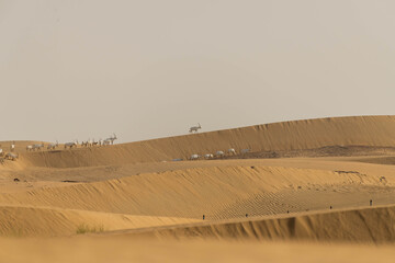 Wild Animal Arabian Oryx in Dubai Desert