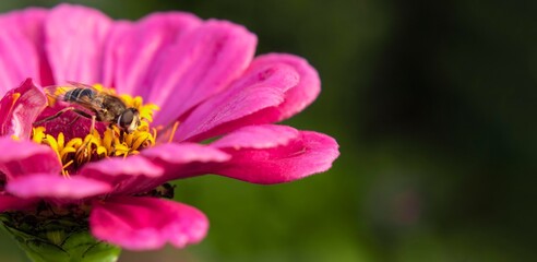 Hoverfly, flower fly, syrphid fly collects nectar from the pink zinnia flower. Mimicry of wasps and bees. Macro photo. 