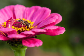 Hoverfly, flower fly, syrphid fly collects nectar from the pink zinnia flower. Mimicry of wasps and...