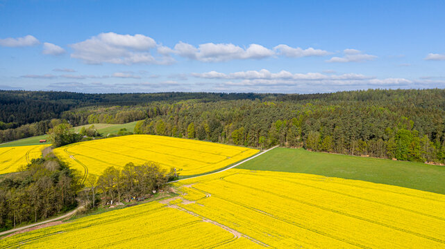 Aerial view of rapeseed fields, surrounded by forrests, Germany, Fulda