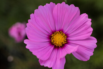 Fototapeta premium Pink cosmos blooming in the garden. Beautiful flower.