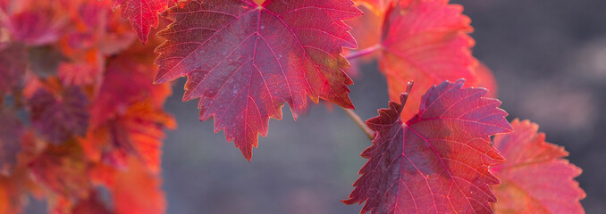 Autumn grapes with red leaves, the vine at sunset is reddish yellow.