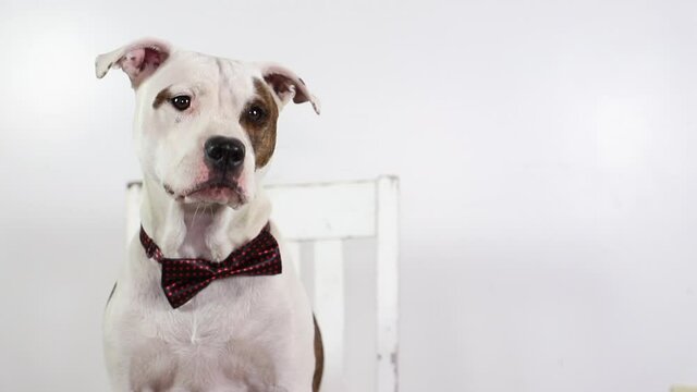 Mixed breed puppy dog wearing a bow tie catches a treat in slow motion
