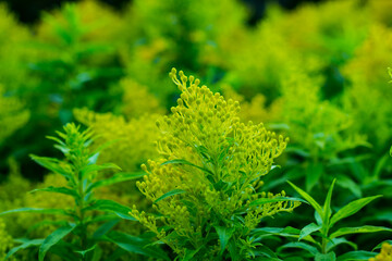 Solidago canadensis blooming in the garden