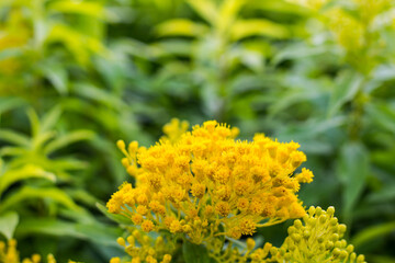 
Solidago canadensis blooming in the garden