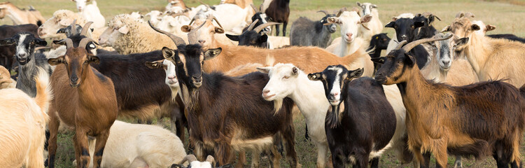 Goats eating grass on a pasture in farm. © Mountains Hunter