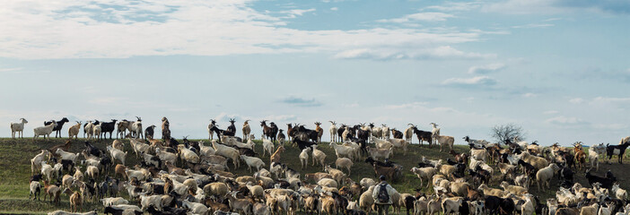 Goats eating grass on a pasture in farm.