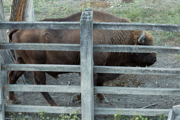 European bison - Bison bonasus .in the Moldavian reserve. © Mountains Hunter