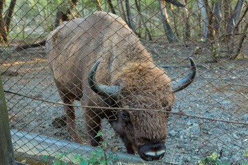 European bison - Bison bonasus .in the Moldavian reserve. © Mountains Hunter