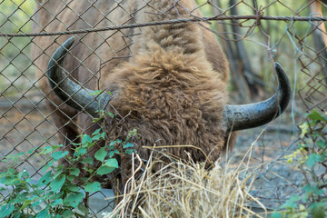 European bison - Bison bonasus .in the Moldavian reserve. © Mountains Hunter