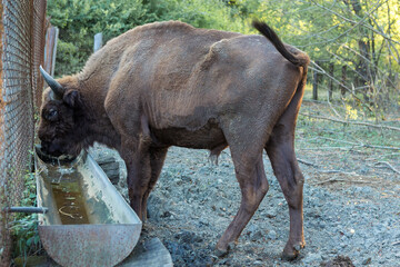 European bison - Bison bonasus .in the Moldavian reserve. © Mountains Hunter