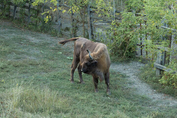European bison - Bison bonasus .in the Moldavian reserve. © Mountains Hunter
