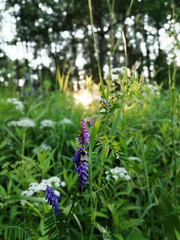 wild purple flowers in the forest at sunrise