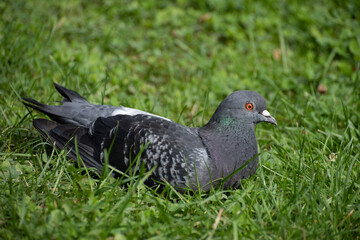 Dove lies on the grass close up
