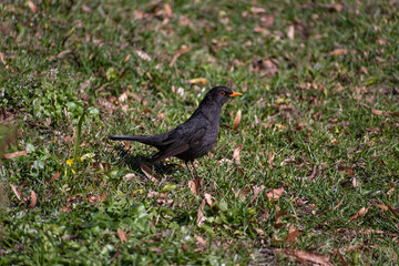 black bird running on the grass close-up