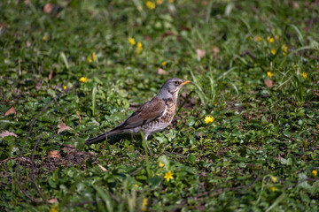 black bird running on the grass close-up