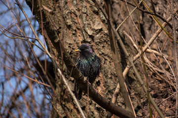 Big black bird on a branch close up