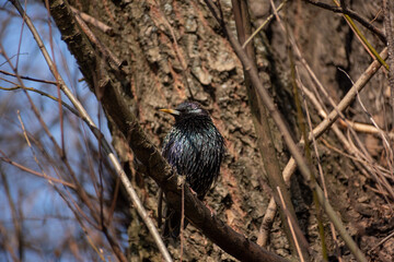 Big black bird on a branch close up
