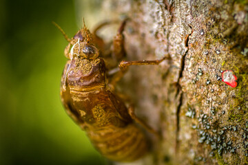 Macro of a Cicada