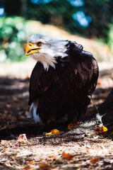 Eagle in France