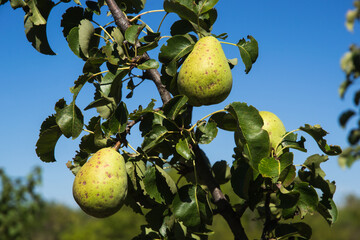 branch of pear close-up with fruits against blue sky