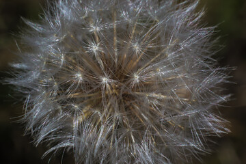 fluffy dandelion close-up, background, wallpapers